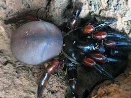 94 396 062 691 call us at 0434 998 263 As If Australia Didn T Have Enough Spiders 13 New Species Found In Queensland Spiders The Guardian