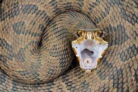Outdoors Snake Poisonous Snakes Beautiful Snakes