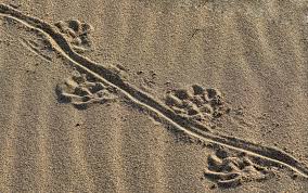 Und jedesmal sah ich zwei fußspuren im sand, meine eigene und die meines herrn. Spuren Im Sand Foto Bild Deutschland Europe Mecklenburg Vorpommern Bilder Auf Fotocommunity