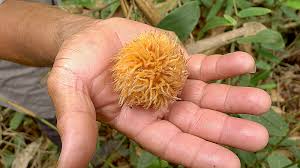 Image result for Pouteria pseudoracemosa