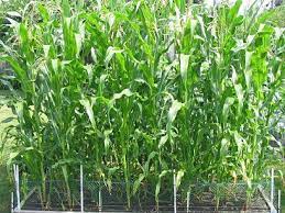 Square foot gardening tips concerning growing vertically, growing nutrient dense produce, handling plants that want to sprawl, and portable gardening. Tim S Square Foot Garden Plant List Corn Green Beans Etc Square Foot Gardening Plants Garden Plants