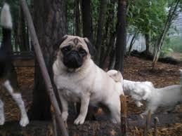 Safe haven animal rescue inc. Safe Haven Animal Rescue Edmonton Society In Spruce Grove Ab Yellowpages Ca