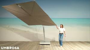 Image result for Nidorella umbrosa