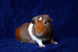 Pin On Guinea Pigs