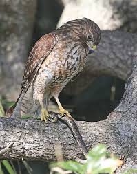 Birds That Start With Red Humm Where Do I Start With Images Red Tailed Hawk Bald Eagle Birds