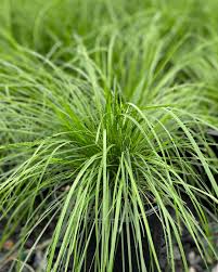 Image result for Deschampsia