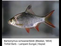 10 jenis ikan air tawar di indonesia yang sering dikonsumsi. Jenis Jenis Ikan Air Tawar Yang Ada Di Malaysia Youtube