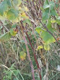 Image result for Raspberry spur blight