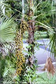 Image result for Acoelorrhaphe