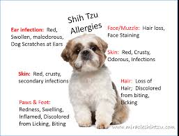 Go to your gp surgery or nearest a&e department. Shih Tzu Allergies Everything You Must Know