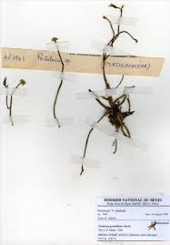 Image result for Portulaca foliosa