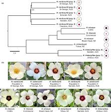 Image result for Hibiscus tridactylites
