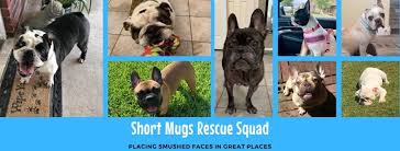 A vanguard french bulldog puppy is more than just a baby bulldog. Short Mugs Rescue Squad Home Facebook
