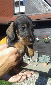 Image result for jezevčík drsnosrstý