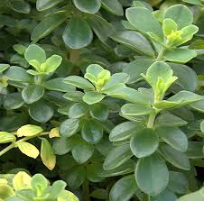It features prominently scarlet red. The Peperomia Page