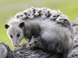 Mammal Pictures Cute Animals Baby Animals Animals Friends