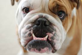 Thank you to everyone for your concern, well wishes, and donations! Brachycephalic Airway Obstructive Syndrome Wikipedia