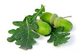 White oak acorns have a sweet or slightly bitter taste. Acorns With Oak Leaves Photograph By Elena Elisseeva