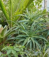 Image result for Aloe arborescens × inyangensis