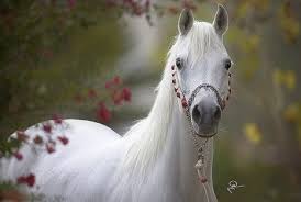 Resultat De Recherche D Images Pour صور خيل عربي اصيل ابيض Horses Pretty Horses Arabian Horse