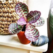 Image result for Kalanchoe humilis