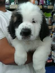 Black And White St Bernard Puppy Pin By Leslie Aitken On Dogs Some Of My Best Friends St Bernard Dogs Fluffy Dogs Bernard Dog