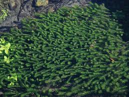 Image result for Lagarosiphon muscoides