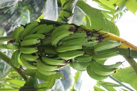 Maybe you would like to learn more about one of these? Banana Bunch On Tree In Firm 2924316 Stock Photo At Vecteezy