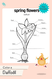 Color A Daffodil Worksheet Education Com Kindergarten Math Worksheets Teaching Plan Parts Of A Flower