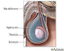 What tests do health care professionals use to diagnose testicular cancer? Scrotal Masses Information Mount Sinai New York
