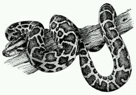 Interesting facts about the burmese python. Burmese Python Snake Drawing Python Drawing Burmese Python