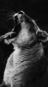 Black And White Lion Wallpaper Iphone Pin On Parede
