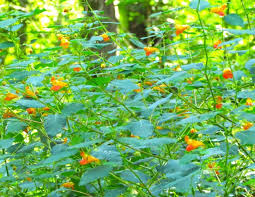I've also noticed some leaf drop (throughout the summer). Illicium Floridanum Alba Piedmont Gardener