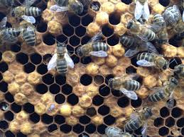Foraging behavior of honey bees. 4th Honey Bee Pests Diseases And Poisoning Revision Post Viral Diseases Patchy Brood Bald Brood Stone Brood And Nosema Adventuresinbeeland S Blog