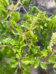 Image result for Combretum padoides