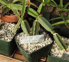 Image result for Cissus glaucophylla