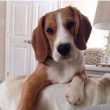 Adopt beagle dogs in oregon. Elliott Family Beagles Home Facebook