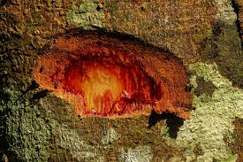 Image result for Staudtia