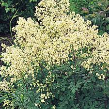 Kiusianum) is a classic lavender variety native to japan. Purple Meadow Rue Thalictrum Dasycarpum Seed Rs Thadas