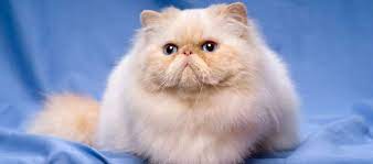 Selain itu sisirlah bulu kucing paling tidak dua hari sekali agar bulunya. Tips Memelihara Dan Update Harga Jual Kucing Persia Daftar Harga Tarif