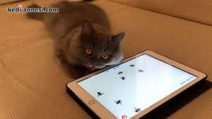 Kedi Oyunu Uygulamasi Iphone Ve Ipad Icin Kediannesi Com