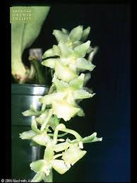 Image result for Diaphananthe