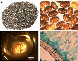 Juana segura y montes argüelles in myheritage family trees (flores reyes web site). Chia Seed Salvia Hispanica L As A Source Of Proteins And Bioactive Peptides With Health Benefits A Review Grancieri 2019 Comprehensive Reviews In Food Science And Food Safety Wiley Online Library