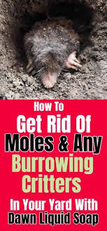 How To Get Rid Of Moles And Any Burrowing Creatures In Your Yard With Dawn Dish Soap Pestcontrol Pests Dawn Dawndi Mole Mole Repellent Garden Pest Control