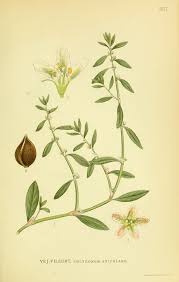 Image result for Polygonum aviculare