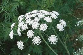 Image result for Ammi