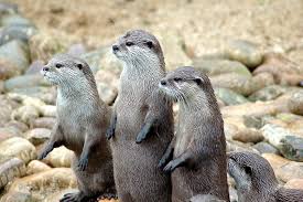 A Group Of Otters Is Called A Romp Image Neil Mcintosh Via Qikipedia Animal Groups Animals Otters