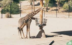 Home to over 12,000 animals, representing 500 species, the saint louis zoo is recognized worldwide for its innovative approaches to animal care and management, wildlife conservation, research and education. All About Al Ain Zoo Tickets Timings More Mybayut