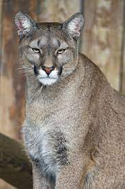 pin on felinidae wild cats of the world