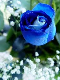 A Blue Rose By Hercio Dias Beautiful Roses Blue Roses Beautiful Flowers